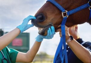 Colic in Horses: Signs, Causes, Treatment & Prevention – The Helpful Vet