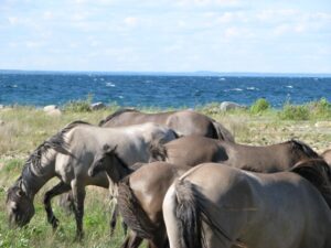 The Most Common Horse Coat Colors & Patterns Explained (Picture Guide ...